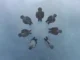 GOT7, Comeback avec Winter Heptagon